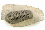 Bumpy Phacopid (Morocops) Trilobite - Beautiful Shell Color #273418-3